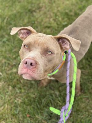 A brown dog with floppy ears and green eyes, wearing a colorful leash, standing on grass and looking up at the camera.