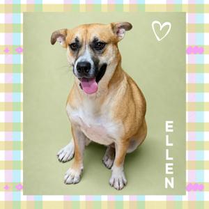 A brown and white dog sitting on a green background with a heart symbol and the name "Ellen" written on the right side.