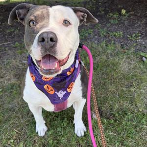 Halsey, Pit Bull Terrier, adult, available for adoption