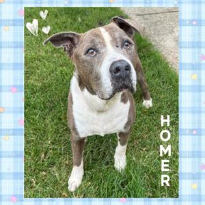 Homer, Pit Bull Terrier, senior, available for adoption