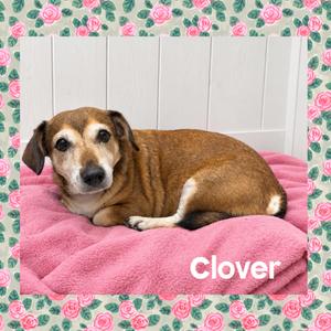 Clover, Beagle, senior, available for adoption