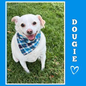 A white dog wearing a blue and white checkered bandana, sitting on grass with the name "DOUGIE" written vertically on the right side.