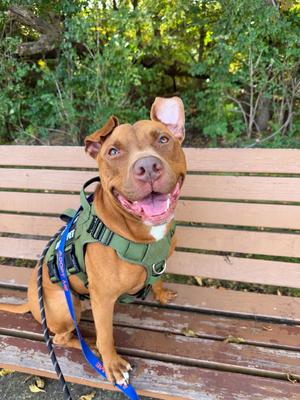 Graham, Pit Bull Terrier, adult, available for adoption