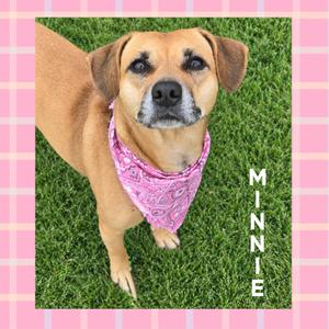 A brown dog with a pink bandana standing on grass, with the name "MINNIE" written vertically on the right side.