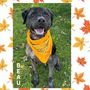 Beau, Catahoula Leopard Dog, adult, available for adoption