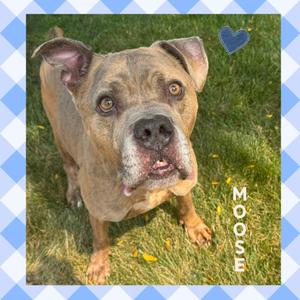 Moose, Pit Bull Terrier / Boxer, adult, available for adoption