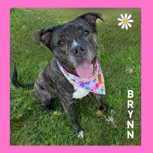 A brindle dog with a white chest and a colorful bandana, sitting on grass with a pink border and the name 'BRYNN' written vertically on the right side.