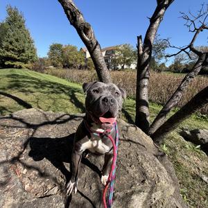 Glacier, Pit Bull Terrier, adult, available for adoption