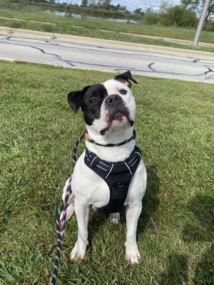 Gary, American Bulldog, adult, available for adoption