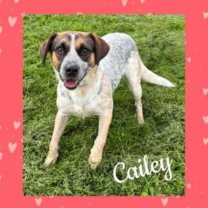 A dog named Cailey standing on grass with a pink heart border.