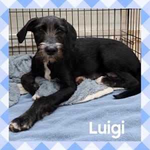 Luigi, Terrier, young, available for adoption