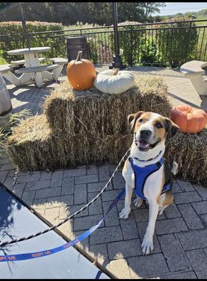 Dominick, Hound, adult, available for adoption