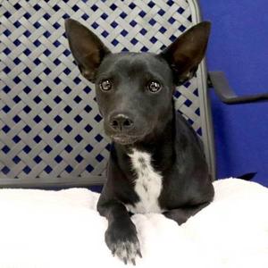 Jango, Chihuahua, young, available for adoption