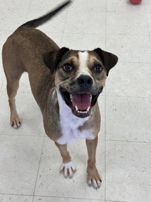 Katara, Pit Bull Terrier, adult, available for adoption