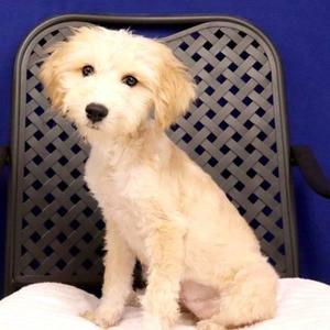 Astrid, Standard Poodle, puppy, available for adoption