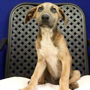 Limestone, Dachshund / Shepherd, puppy, available for adoption