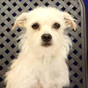Gigi, Chihuahua / Dachshund, adult, available for adoption