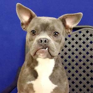 Dentist, Pit Bull Terrier / American Bulldog, adult, available for adoption