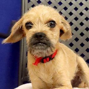 Gus, Terrier, young, available for adoption