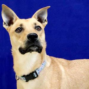 Holmes, German Shepherd Dog, adult, available for adoption