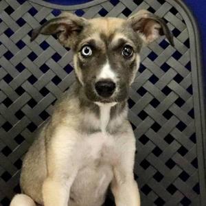 Bullseye, Shepherd, puppy, available for adoption