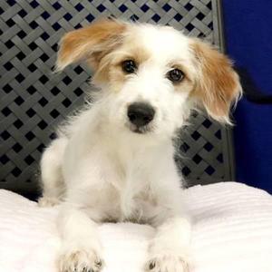 Jolene, Australian Shepherd, puppy, available for adoption