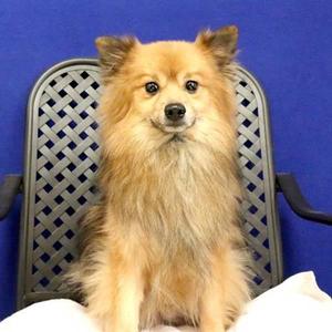 Mufasa, Pomeranian, adult, available for adoption
