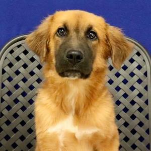 Dale, Saint Bernard, puppy, available for adoption