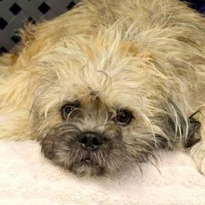 Augie, Terrier, adult, available for adoption