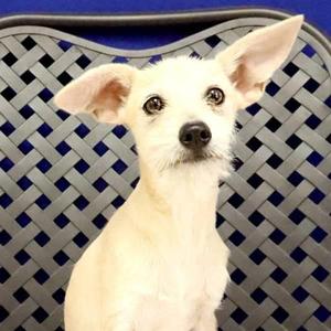 Jack, Chihuahua, young, available for adoption