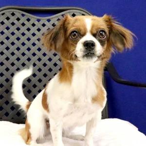 Lilo, Cavalier King Charles Spaniel, young, available for adoption