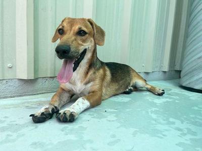 A brown and black dog with white socks lying down on a light-colored surface with its tongue out.