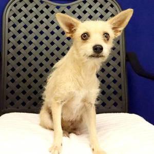 Fizz, Cairn Terrier, adult, available for adoption