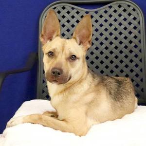 Malina, Shepherd, adult, available for adoption