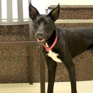 Benjamin, Labrador Retriever / Border Collie, adult, available for adoption
