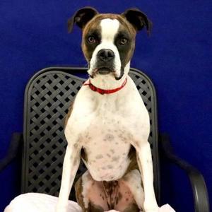 Ladybug, Boxer, adult, available for adoption