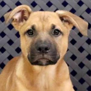Apollo, Shepherd, young, available for adoption