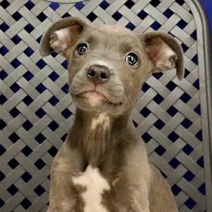 Bronxee, Pit Bull Terrier, puppy, available for adoption