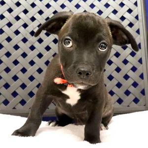 Chippie, Terrier / Chihuahua, puppy, available for adoption