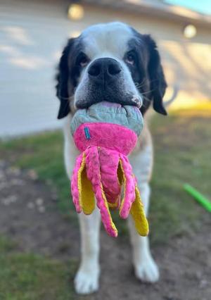Zoey, Saint Bernard, adult, available for adoption