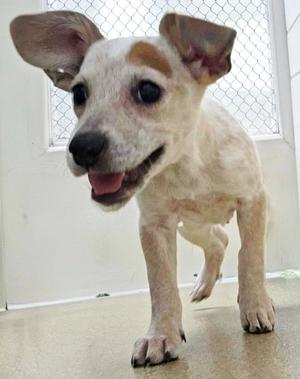 a small white dog with brown spots standing on a tiled floor