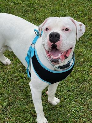 Chancellor, American Bulldog / Boxer, adult, available for adoption
