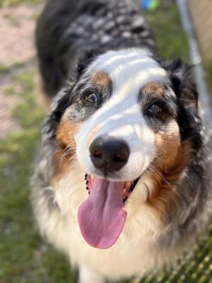 Blue, Australian Shepherd, senior, available for adoption