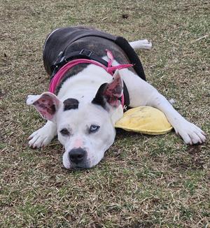 Nyla, American Bulldog, adult, available for adoption