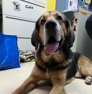 Lokey, Hound, senior, available for adoption