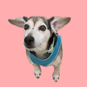 Finley, Beagle / Jack Russell Terrier, senior, available for adoption