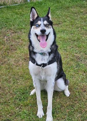 A black and white husky dog with blue eyes sitting on grass, wearing a black collar.