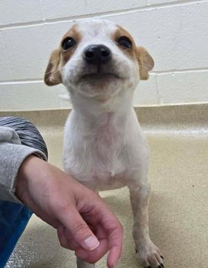A small white and brown dog with floppy ears is standing on a tiled floor, looking up at a person's hand which is reaching towards it.