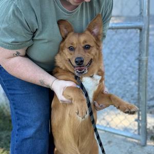 Noodles, Mixed Breed (Medium), adult, available for adoption