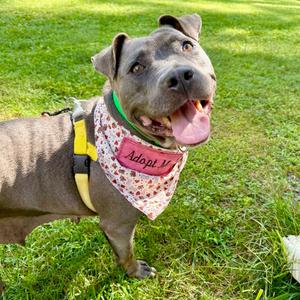 Bea, Mixed Breed (Large), adult, available for adoption